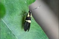 Dasycera oliviella