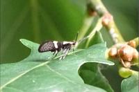 Dasycera oliviella
