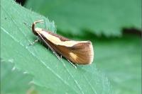 Harpella forficella