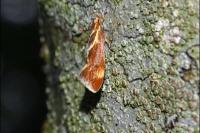 Metalampra