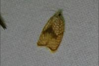 Acleris forsskaleana