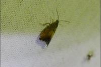 Pammene aurita