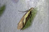 Harpella forficella