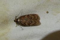 Depressaria albipunctella
