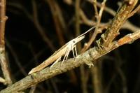 Ypsolopha mucronella