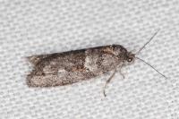 Tortricodes alternella