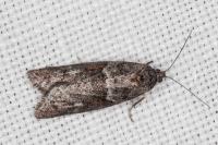 Tortricodes alternella
