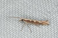 Plutella xylostella