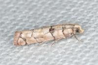 Pseudococcyx tessulatana