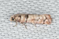 Pseudococcyx tessulatana