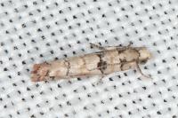 Pseudococcyx tessulatana