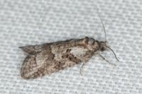 Cnephasia cupressivorana