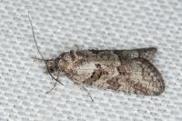 Cnephasia cupressivorana