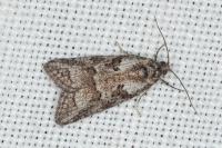 Cnephasia cupressivorana
