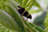 Lampronia flavimitrella