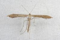 Emmelina