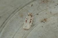 Agonopterix ocellana