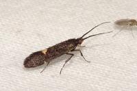 Esperia sulphurella