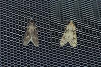 Diurnea fagella