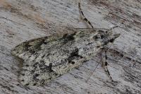 Diurnea fagella