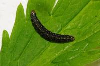 Zelotherses paleana