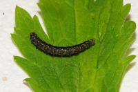 Zelotherses paleana