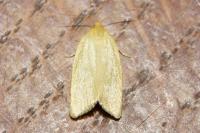 Zelotherses paleana