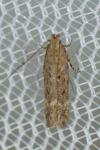 Scrobipalpa instabilella