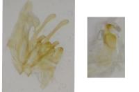 Scrobipalpa instabilella