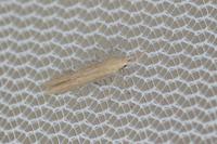 Coleophora deviella