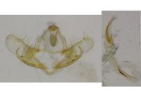 Coleophora deviella