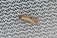 Batia lunaris