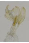 Batia lunaris