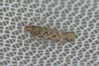 Scrobipalpa instabilella