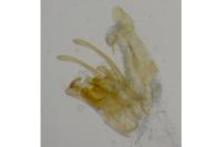 Scrobipalpa instabilella
