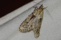 Diurnea fagella