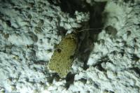 Agonopterix propinquella