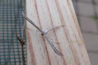 Emmelina monodactyla