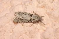 Diurnea fagella