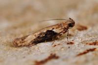 Scrobipalpa costella