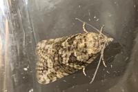 Cnephasia