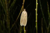 Agonopterix umbellana