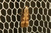 Pogochaetia solitaria