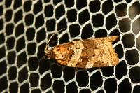 Argyrotaenia ljungiana
