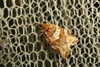 Argyrotaenia ljungiana