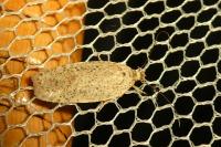 Agonopterix