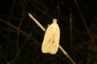 Agonopterix