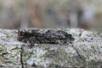 Pammene giganteana