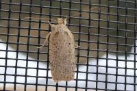 Agonopterix
