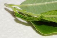 Pandemis cinnamomeana